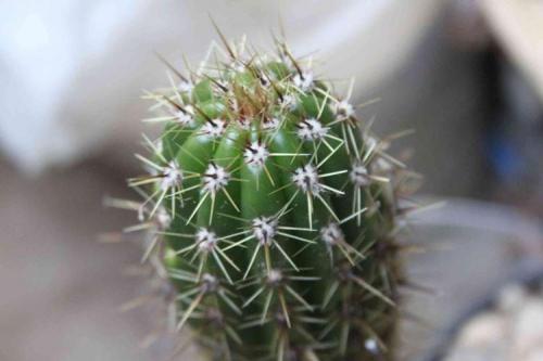 Какие растения считаются плохими предзнаменованиями для здоровья