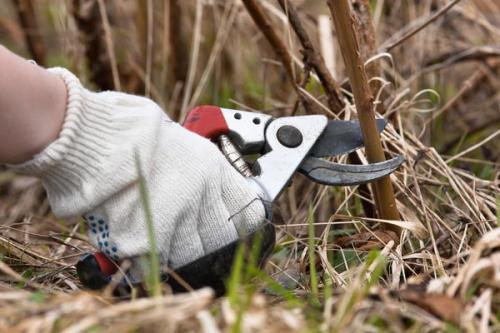 Как правильно обрезать малину осенью