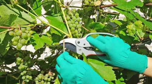 Как обеспечить оптимальное содержание удобрений в почве для винограда в Дагестане