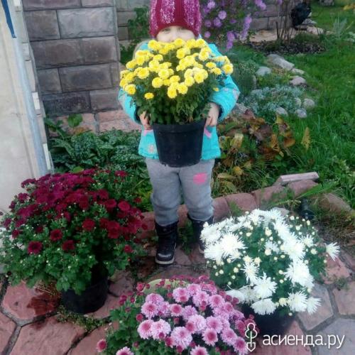 Как определить, что черенок хризантемы мультифлора успешно укоренился. Хризантемы мультифлора. как сохранила, черенкование.