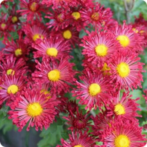 Как использовать полученные кустики хризантем мультифлора весной. МНОГОЛЕТНИЕ КУСТОВЫЕ ХРИЗАНТЕМЫ