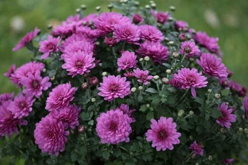 Можно ли использовать стимуляторы роста для черенков хризантемы, и если да то какие. Разновидности удобрений