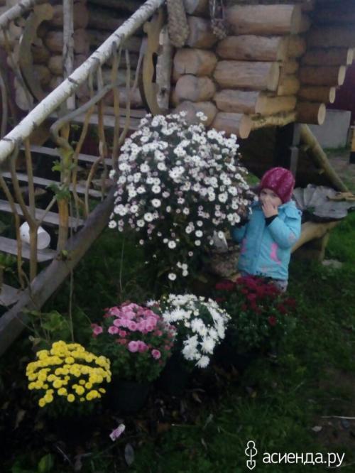 Как определить, что черенок хризантемы мультифлора успешно укоренился. Хризантемы мультифлора. как сохранила, черенкование.