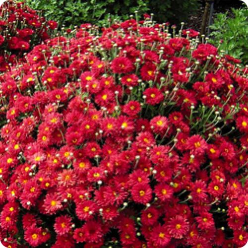 Как использовать полученные кустики хризантем мультифлора весной. МНОГОЛЕТНИЕ КУСТОВЫЕ ХРИЗАНТЕМЫ