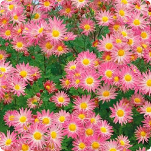 Как использовать полученные кустики хризантем мультифлора весной. МНОГОЛЕТНИЕ КУСТОВЫЕ ХРИЗАНТЕМЫ