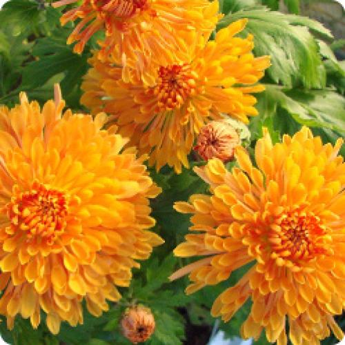 Как использовать полученные кустики хризантем мультифлора весной. МНОГОЛЕТНИЕ КУСТОВЫЕ ХРИЗАНТЕМЫ