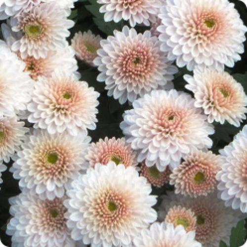 Как использовать полученные кустики хризантем мультифлора весной. МНОГОЛЕТНИЕ КУСТОВЫЕ ХРИЗАНТЕМЫ