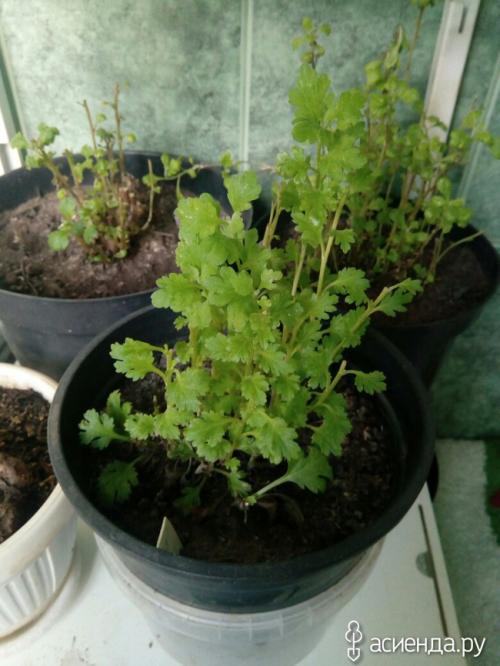 Как определить, что черенок хризантемы мультифлора успешно укоренился. Хризантемы мультифлора. как сохранила, черенкование.