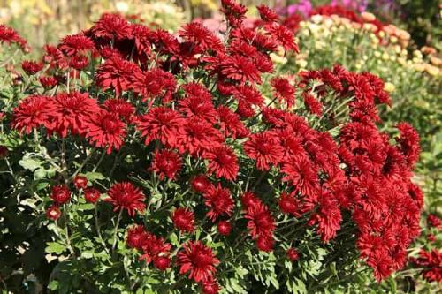 Можно ли использовать стимуляторы роста для черенков хризантемы, и если да то какие. Разновидности удобрений