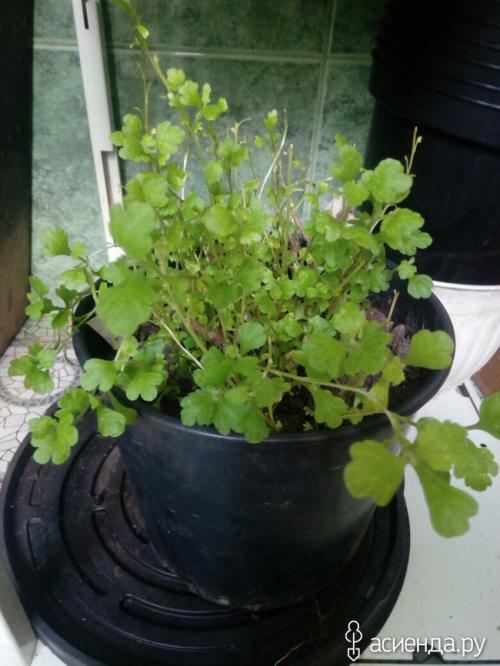 Как определить, что черенок хризантемы мультифлора успешно укоренился. Хризантемы мультифлора. как сохранила, черенкование.