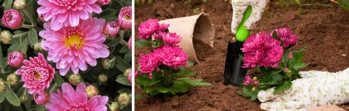 Как использовать полученные кустики хризантем мультифлора весной. МНОГОЛЕТНИЕ КУСТОВЫЕ ХРИЗАНТЕМЫ