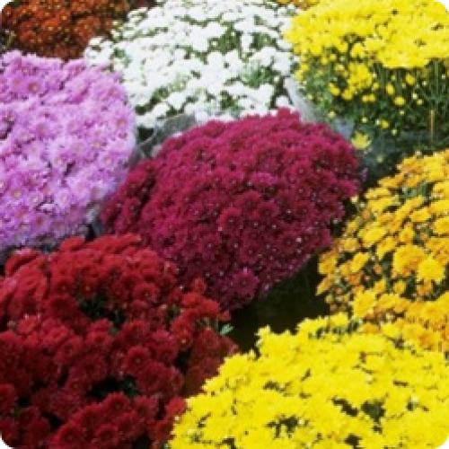 Как использовать полученные кустики хризантем мультифлора весной. МНОГОЛЕТНИЕ КУСТОВЫЕ ХРИЗАНТЕМЫ