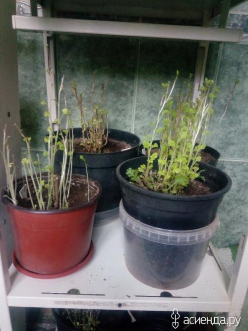 Как определить, что черенок хризантемы мультифлора успешно укоренился. Хризантемы мультифлора. как сохранила, черенкование.