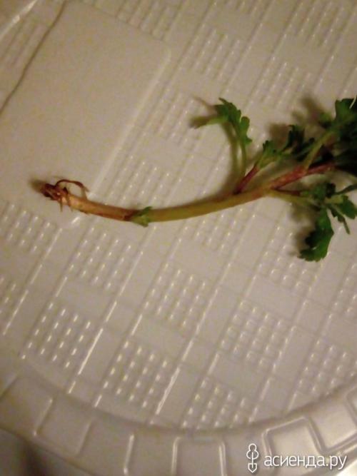 Как определить, что черенок хризантемы мультифлора успешно укоренился. Хризантемы мультифлора. как сохранила, черенкование.