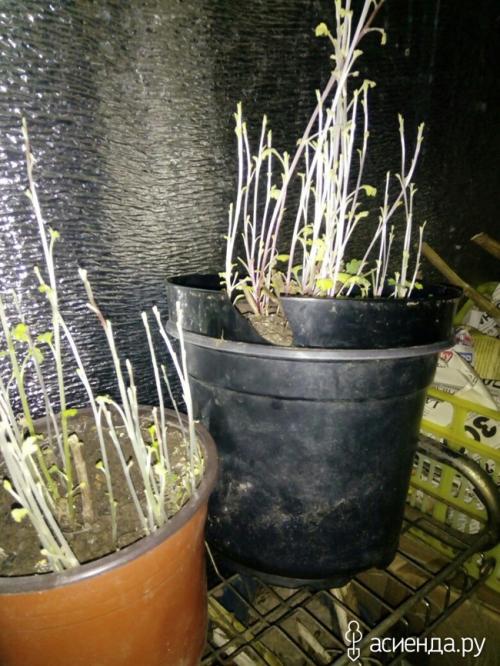 Как определить, что черенок хризантемы мультифлора успешно укоренился. Хризантемы мультифлора. как сохранила, черенкование.