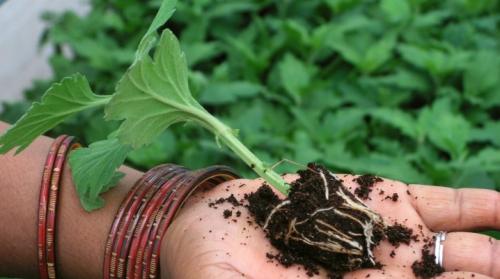 В чем разница между весенним и осенним черенкованием хризантемы. Как осуществляется черенкование хризантем?