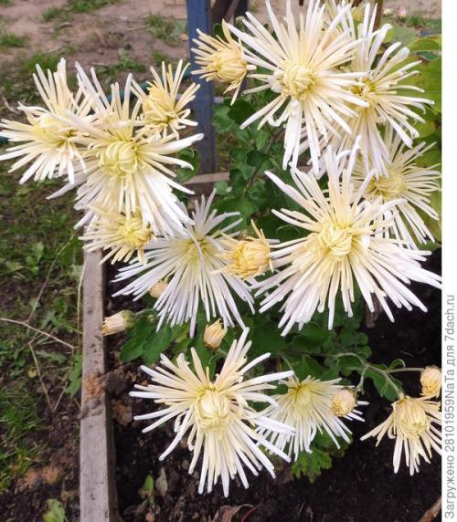 Как защитить черенки хризантемы от заморозков осенью. Мой способ сохранения хризантем