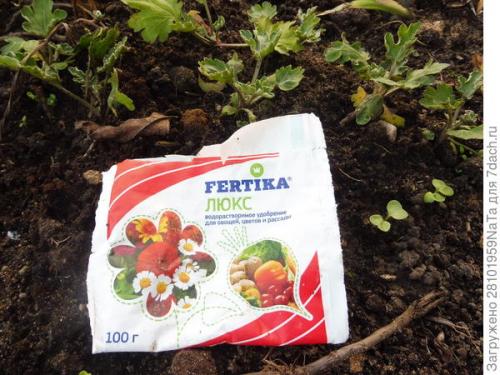 Как защитить черенки хризантемы от заморозков осенью. Мой способ сохранения хризантем