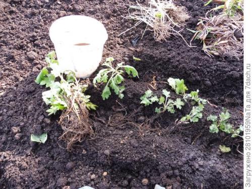 Как защитить черенки хризантемы от заморозков осенью. Мой способ сохранения хризантем