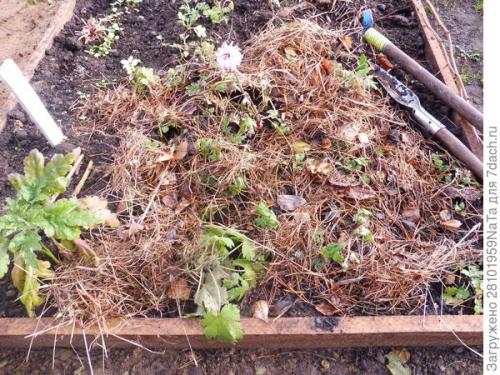 Как защитить черенки хризантемы от заморозков осенью. Мой способ сохранения хризантем