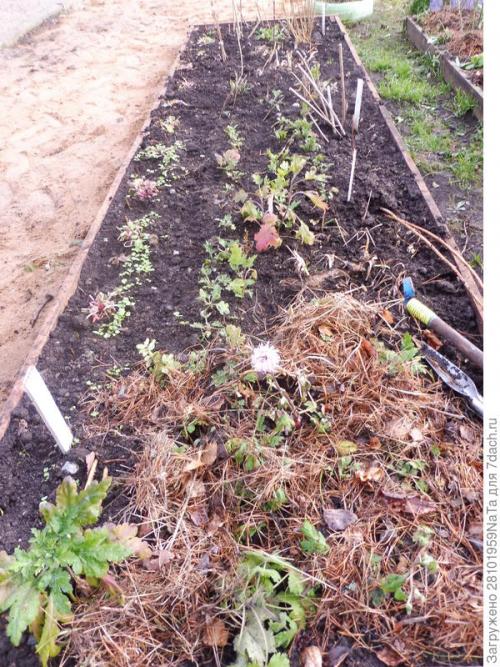 Как защитить черенки хризантемы от заморозков осенью. Мой способ сохранения хризантем