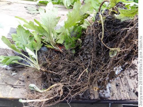 Как защитить черенки хризантемы от заморозков осенью. Мой способ сохранения хризантем