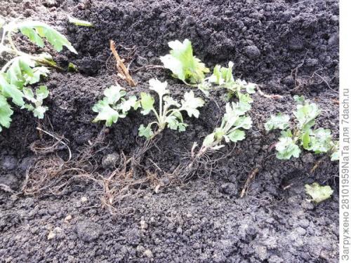 Как защитить черенки хризантемы от заморозков осенью. Мой способ сохранения хризантем