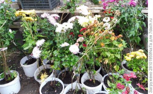 Как защитить черенки хризантемы от заморозков осенью. Мой способ сохранения хризантем