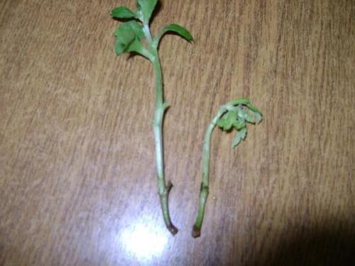 Как определить, что черенок хризантемы успешно укоренился. Вторая жизнь хризантемы из букета