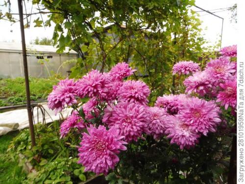 Как защитить черенки хризантемы от заморозков осенью. Мой способ сохранения хризантем