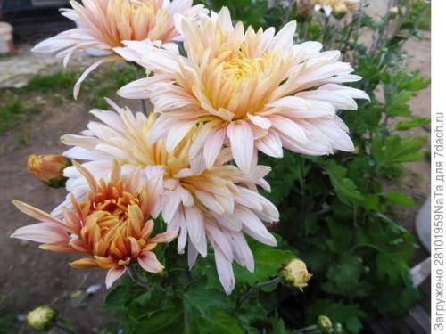 Как защитить черенки хризантемы от заморозков осенью. Мой способ сохранения хризантем