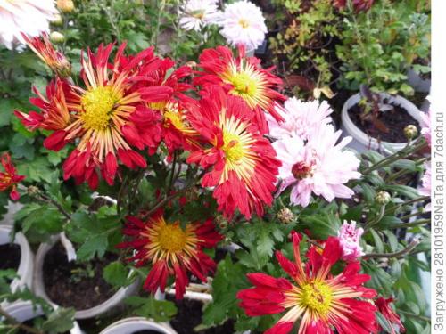 Как защитить черенки хризантемы от заморозков осенью. Мой способ сохранения хризантем