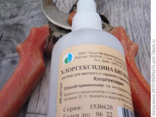 Как защитить черенки хризантемы от заморозков осенью. Мой способ сохранения хризантем