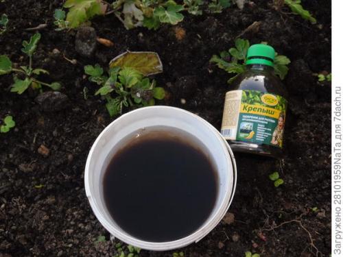 Как защитить черенки хризантемы от заморозков осенью. Мой способ сохранения хризантем