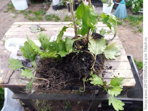 Как защитить черенки хризантемы от заморозков осенью. Мой способ сохранения хризантем