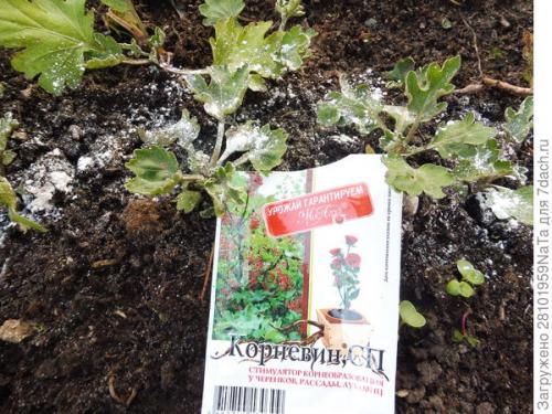 Как защитить черенки хризантемы от заморозков осенью. Мой способ сохранения хризантем