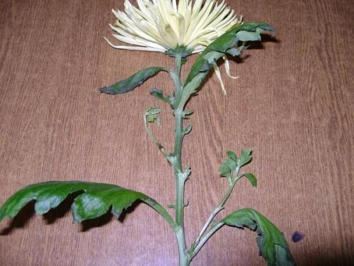 Как определить, что черенок хризантемы успешно укоренился. Вторая жизнь хризантемы из букета