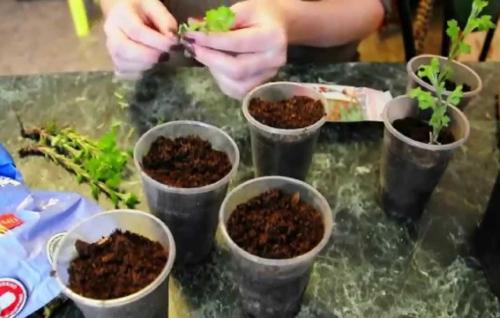 Какая температура наиболее оптимальна для укоренения черенков хризантемы. Правила выбора и черенкования стебля