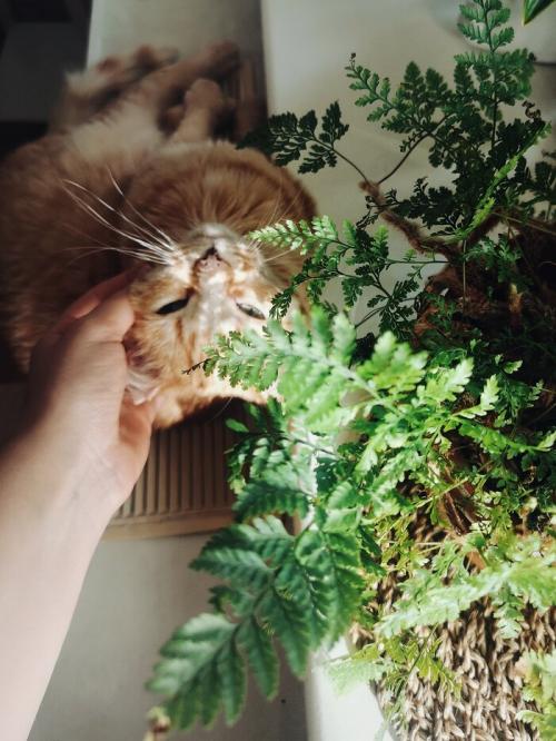 Фартук для кухни из плитки своими руками. Керамическая плитка для кухонного фартука своими руками