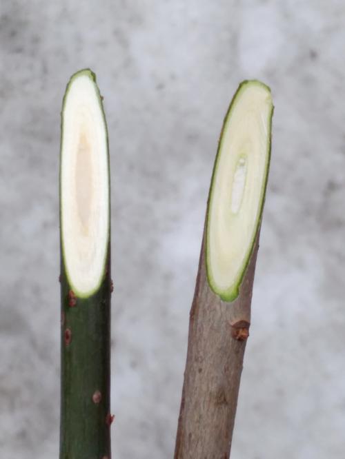 Какие инструменты необходимы для успешного черенкования. Высший пилотаж. 5 шагов к успешной прививке черенками