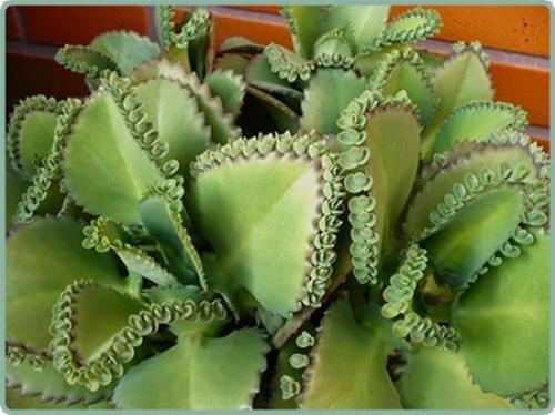 Как черенковать цветущую хризантему мультифлора: пошаговое руководство 03