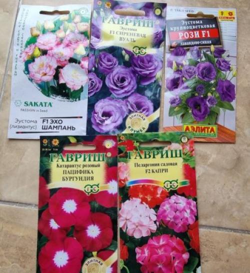 Какие цветы сажают в ноябре. Какие цветы можно сеять на рассаду в ноябре