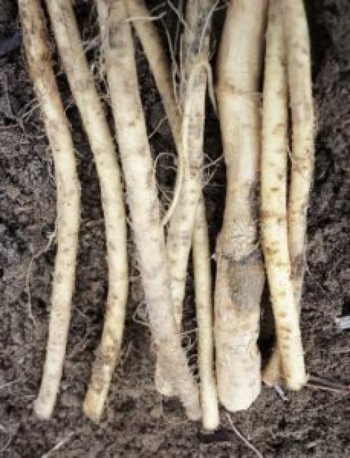 Какие деревья сажают в ноябре. Что посадить в ноябре на даче