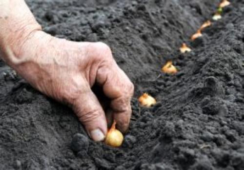 Какие деревья сажают в ноябре. Что посадить в ноябре на даче
