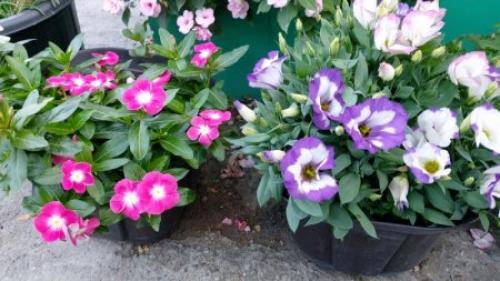 Какие цветы сажают в ноябре. Какие цветы можно сеять на рассаду в ноябре