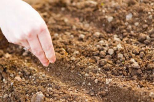 Какие деревья сажают в ноябре. Что посадить в ноябре на даче