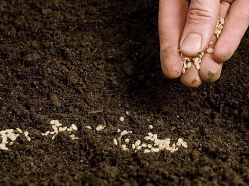 Какие многолетние цветы можно посадить осенью семенами. Какие цветы можно посадить осенью под зиму