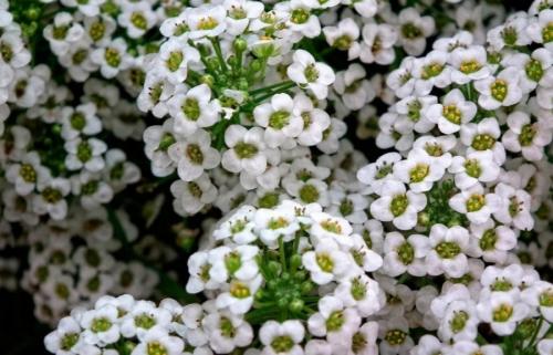 Что посадить осенью из цветов. 12 цветов, которые можно посадить осенью под зиму + Правила посадки