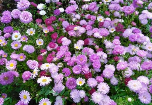 Какие цветы садим под зиму. 12 цветов, которые можно посадить осенью под зиму + Правила посадки