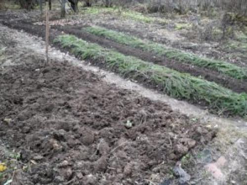 Какие деревья сажают в ноябре. Что посадить в ноябре на даче